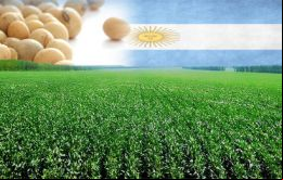 USDA también mantuvo sus estimaciones para las cosechas de maíz y trigo de Argentina de la misma temporada, en 26 y 12,5 millones de toneladas