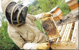 También se espera aumentar en 10% el número de colmenas para alcanzar 3.620.164, y 13% la cantidad de productores apícolas