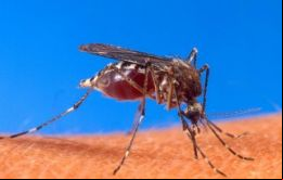La fiebre chikunguña se transmite únicamente por la picada del mosquito aedes aegypti, también portador del dengue, y no por o físico con los enfermos.