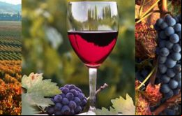 Chile es el quinto mayor proveedor de vinos de EE.UU., con un 6% de participación de mercado medido en valor