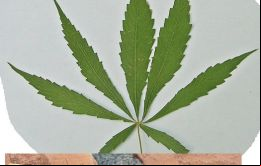 La anterior encuesta del 2011, constataba que 20,2% de los consultados había fumado tabaco, mientras que 12% había consumido marihuana.