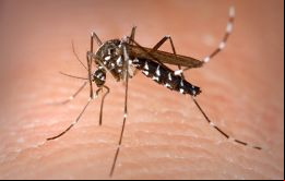 “Con el inicio del período de lluvias, es fundamental que la población refuerce las acciones para la eliminación de los criaderos de los mosquitos”, 