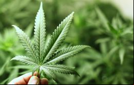 La distribución del cannabis deberá ser realizada por los propios productores desde el sitio de producción hasta el lugar de elaboración del producto final