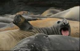 Las grandes estrellas son los elefantes marinos, de más de 4 me¬tros y más de 5 toneladas de peso, en 1.000 o más llegan a la isla en octubre para reproducirse