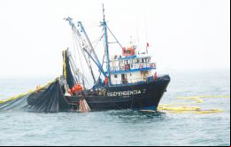 Pesca disminuyó por el aumento de temperatura del mar y veda de protección a la biomasa marina, que redujo captura de anchoveta a menos de la mitad 