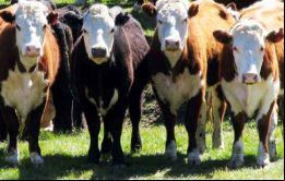 El 45,6% de la faena en enero fueron hembras, la variable de ajuste que sostiene o incrementa el rodeo y que según Ciccra no debe superar el 43%