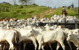 Paraguay tendría autorizada para exportar a la UE, en el marco de la Cuota Hilton, 1.000 toneladas