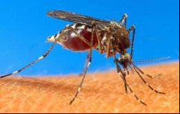 El chikunguña apareció en Paraguay el año pasado con casos importados pero este año ya se confirmaron casos autóctonos