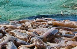 Las capturas de calamar Illex esta temporada ya alcanzan las 150.000 toneladas. El año pasado fue un record con 306.000 toneladas