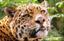 “Las fotografías son parte de una evaluación de biodiversidad en esa zona que se realiza desde el 2008 a la fecha con cámaras trampa instaladas en el lugar”