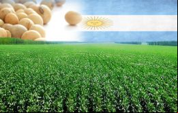 El área con soja del ciclo 2014/15 fue de 20 millones de hectáreas, de los cuales los productores locales ya recolectaron el 82%, según datos oficiales.