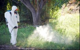 La fumigación se centrará en eliminar los criaderos del mosquito “Aedes aegypti”, que es el transmisor del chikunguña