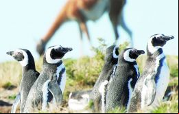 La Reserva de la Patagonia Azul, en Chubut tiene más de 3.000.000 de hectáreas y cuenta con la mayor colonia de pingüinos Magallanes de todo el mundo.