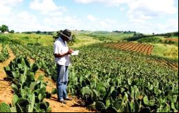 El estudio subraya que los riesgos más significativos que afrontan los cactus son la agricultura, acuicultura, utilización industrial y el desarrollo residencial