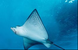 Muchos aspectos de la biología del centenar de especies de condrictios (tiburones y rayas) que habita en la región, son aún poco o nada conocidos