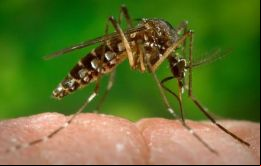 Según la OPS ya son 18 los países que han confirmado la existencia de casos de Zika