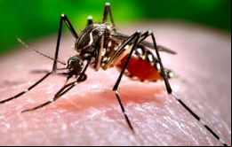 El virus del zika, presente en quince de países en América, se transmite por el  mosquito del género Aedes aegypti, el mismo que porta el chikunguña y el dengue.