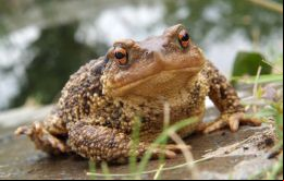 “Vendo sapos y ranas para combatir dengue y zika” reza el aviso en un popular sitio de venta en la web. 