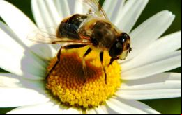 “Un creciente número de polinizadores están amenazados de extinción, a nivel mundial, debido a varios factores”, afirma el informe de IPBES