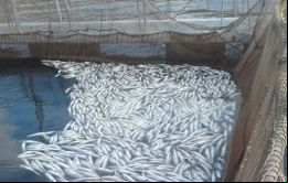 SalmonChile cuantificó el 12% de la pérdida de la producción anual de la industria,  lo que equivale alrededor de 106 mil toneladas, 95.000 de salmón atlántico