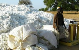 La longitud de la fibra tras la limpieza se ha degradado y ya no responde a las necesidades del mercado, según el comunicado de Burkina Faso 