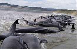 Desde hace meses, el mar chileno vive episodios alarmantes: muerte de salmones, toneladas de sardinas y machas muertos en las playas, y 300 ballenas varadas