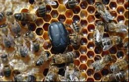 El escarabajo Aethina Tumida, originario de África “puede causar graves daños en los apiarios durante el desarrollo de larvas y provocar la destrucción de panales”