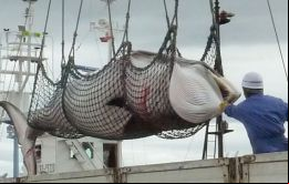 La flota de pesqueros zarpó de la localidad de Kushiro, en la isla septentrional de Hokkaido, y su cuota de capturas será similar a la del año pasado