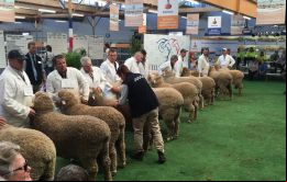 El grupo de productores de Falklands también estuvo presente en los remates de lana de Melbourne 