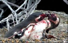 National Geographic capta el momento en que un macho sorprende a su pareja con otro ejemplar en el nido que había compartido con su esposa.