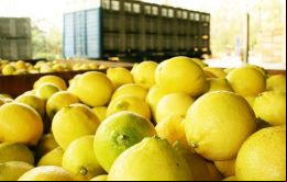 El gigante de las bebidas gaseosas anuncia inversión en frutos cítricos en Argentina