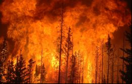 Arauco detalló que en la zona incendiada tiene 80.000 hectáreas de plantaciones, cuyo impacto económico se evaluará cuando las condiciones lo permitan