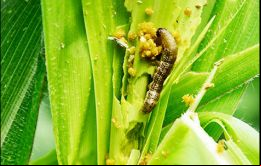 Esencial para la alimentación en muchas partes de África, el maíz es particularmente vulnerable a estas larvas. 
