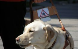 ”No se iten animales que no sean perros de asistencia y perros de seguridad en el Palacio o cualquiera de sus dependencias (aparte de las residencias)”. 