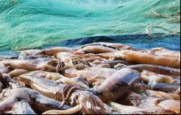 Las capturas de Loligo han bajado considerablemente tras la imposición de la zona de exclusión en torno a la isla de Beauchene, para proteger a los leones marinos  