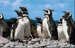 “La evidencia científica señala que el proyecto tendría impacto significativo sobre los objetos de conservación de la reserva nacional del pingüino de Humboldt”