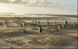 Un grupo de Pingüinos Gentoo en las costas de Sea Lion Island. Foto: Jorge Marín