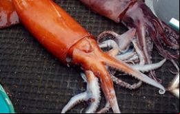 Recientemente el número de pesqueros extranjeros a la captura de esta especie en alta mar sobre el Pacifico Este se incrementó hasta casi alcanzar 300 poteros