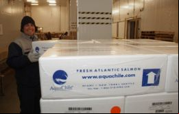  Las ventas  de AquaChile cayó en 2016 un 1%, a US$ 619 millones. Pero Corpesca, propiedad del Grupo Angelini, descendieron un 19%, hasta los US$ 569 millones.