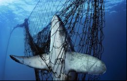 Según dicha propuesta en base un estudio realizado se demostraba que cada año 3.905 km² de superficie marina eran impactados por este arte de pesca. Foto: Brian Skerry