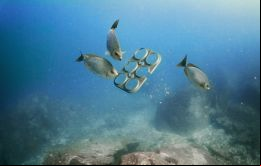Se provocan cambios drásticos y acelerados en ecosistemas marinos, alterando su capacidad natural para absorber los crecientes niveles de CO2 de la atmósfera. 
