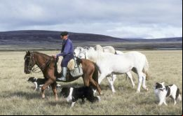 Según los Kirchner, ministros, embajadores y personal de esos gobiernos, no había tal cosa como un Falkland Islander, o sea Isleño de las Falklands. (Foto Fred Strebeigh)