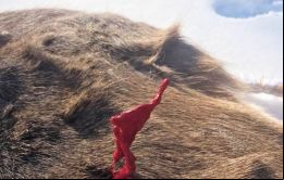 La sangre de la herida mortal de la caza de un ciervo se cristaliza al momento de tomar o con el viento gélido  