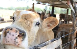Una ONG de defensa animal interpuso una demanda por las condiciones en las que están unas 27.000 cabezas de ganado -propiedad de Minerva Foods- en “Nada”