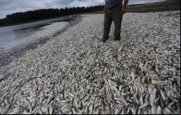 La compañía Invermar reportó la mortalidad de 1.600 toneladas de salmón, cuyo valor se estima en alrededor de US$ 8,25 millones. 