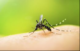 “Durante las primeras cuatro semanas del 2018 se observó un aumento exponencial del número de casos confirmados de fiebre amarilla”, dijo OPS