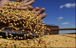 El rendimiento de los cultivos está alcanzando 100 sacos de 60 kilos por hectárea en áreas irrigadas, o casi dos veces el promedio del país en la última cosecha