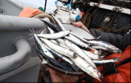 Es probable que el desembarque de anchoveta alcance el millón de toneladas en abril, lo que aportaría alrededor de 1 punto porcentual al PBI, señala el reporte.