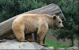 Cuando la mascota llegó a pesar 200 kilos, a caminar sobre sus dos patas traseras y a medir un metro de altura, entonces sus dueños notaron que algo andaba mal. (Imagen de referencia)