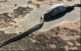 Lo que hallaron fue aterrador: una serpiente con su cuerpo totalmente hinchado a unos 50 metros del huerto de Wa Tiba. 